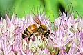 _MG_9590 honey bee.jpg