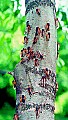 cicadas 17-year locusts cmyk.jpg