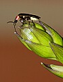 DSC_1246 lightning bug.jpg