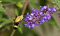 DSC_4558 hummingbird moth.jpg