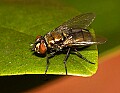 DSC_5159 fly.jpg