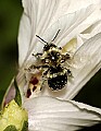 DSC_5232 bumblebee flying.jpg