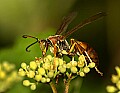 DSC_5361 wasp.jpg