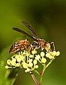 DSC_5362 wasp.jpg