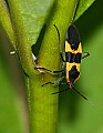 DSC_8849 milkweed bug.jpg