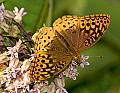 DSC_8859 great spangled fritillary.jpg