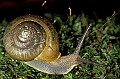 Fauna0018 Snail.jpg