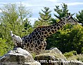 DSC_8662 vulture and giraffe.jpg