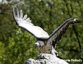 DSC_8670 vulture.jpg