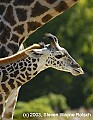DSC_8676 baby giraffe.jpg
