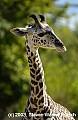 DSC_8678 young giraffe.jpg