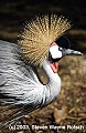 DSC_8694 crowned crane.jpg
