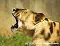 DSC_8703 lioness roar.jpg