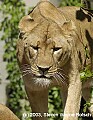 DSC_8706 lioness.jpg