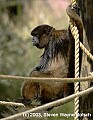 DSC_8728 wooley monkey.jpg