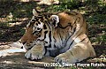 DSC_8735 siberian tiger.jpg
