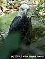 DSC_8779 bald eagle.jpg