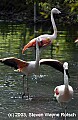 DSC_8785 chilean flamingo.jpg