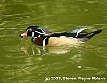 DSC_8823 male wood duck.jpg