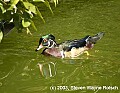 DSC_8824 male wood duck.jpg