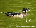 DSC_8825 male wood duck.jpg