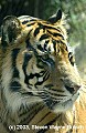 DSC_8893 tiger.jpg
