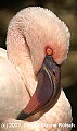 DSC_8939 flamingo.jpg