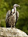 DSC_8952 vulture.jpg