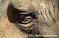 DSC_8971 african elephant eye.jpg