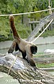 DSC_8979 wooley monkey.jpg