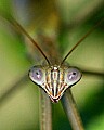 _MG_6353 praying mantis.jpg