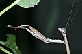 _MG_6355 praying mantis.jpg