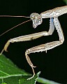 _MG_6358 praying mantis.jpg