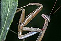 _MG_6362 praying mantis.jpg