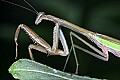 _MG_6364 praying mantis.jpg