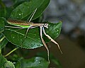 _MG_6366 praying mantis.jpg