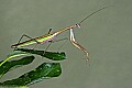 _MG_6368 praying mantis.jpg