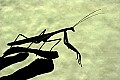 _MG_6370 praying mantis silhouette.jpg