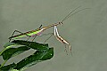 _MG_6372 praying mantis.jpg