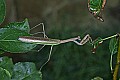 _MG_6375 praying mantis.jpg