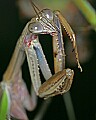 _MG_6407 praying mantis.jpg