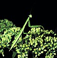 WVMAG0229 preying mantis on sedum buds.jpg