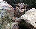 Picture 003 otter.jpg