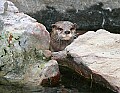 Picture 004-Asian Small-clawed Otter.jpg