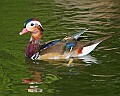 Picture 016 mandarin duck.jpg