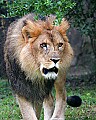 Picture 019 male lion.jpg