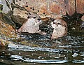 Picture 027-Asian Small-clawed Otter.jpg