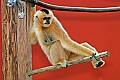Picture 030 white cheeked gibbon.jpg