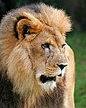 Picture 039 male lion.jpg