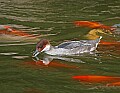 Picture 042 female Smew.jpg